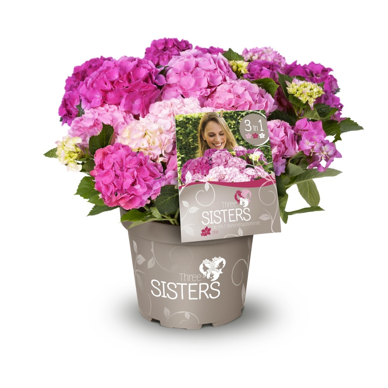 Hortenzie - Hortenzie velkolistá Three Sisters® květináč 6 litrů, výška 50/60cm, keř