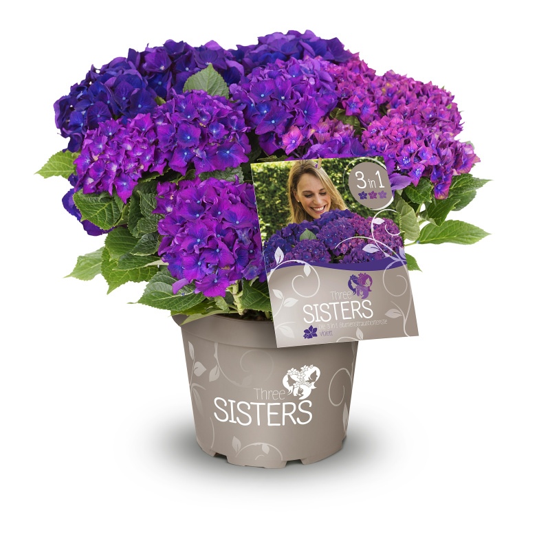 Hortenzie velkolistá Three Sisters® květináč 6 litrů, výška 50/60cm, keř-0