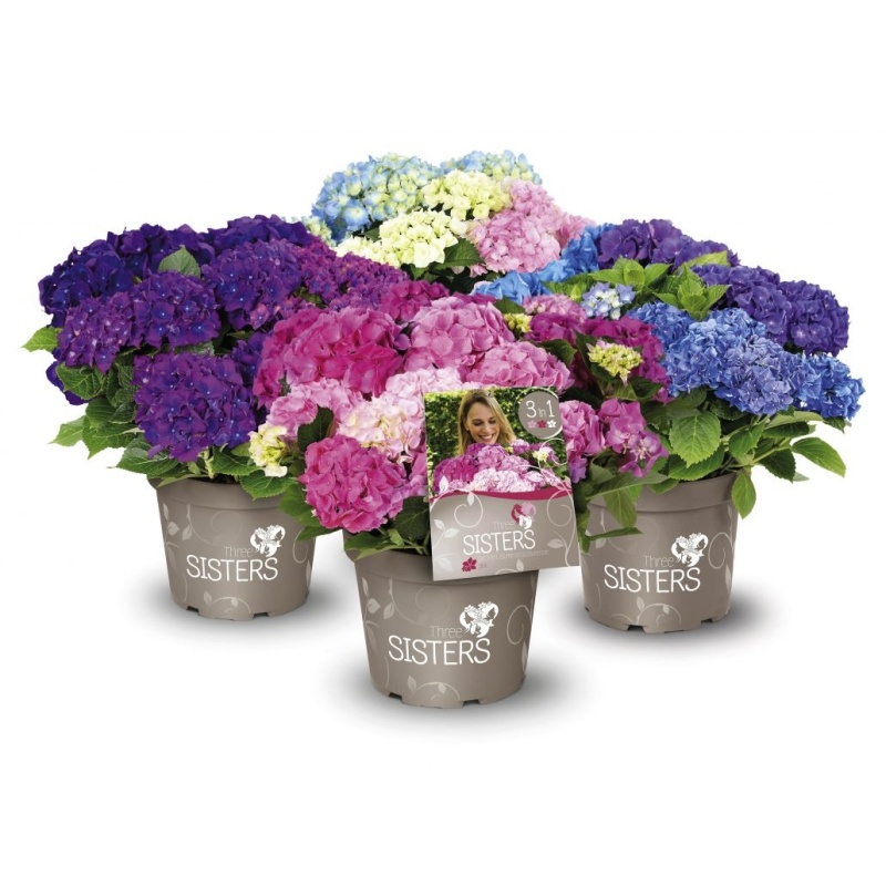 Hortenzie velkolistá Three Sisters® květináč 6 litrů, výška 50/60cm, keř-1