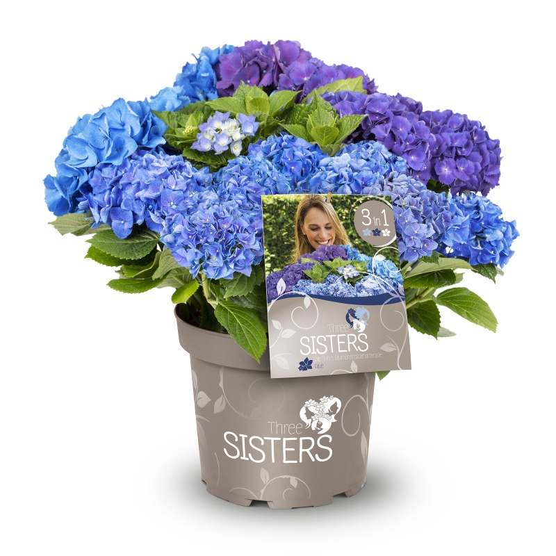 Hortenzie velkolistá Three Sisters® květináč 6 litrů, výška 50/60cm, keř-2