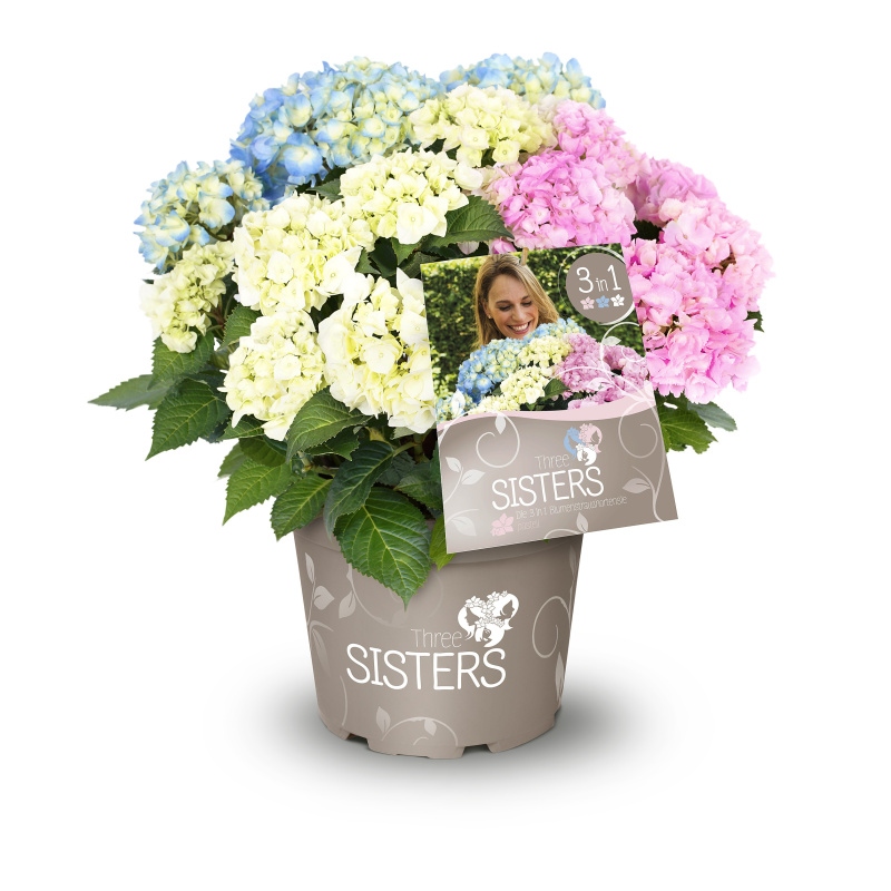 Hortenzie velkolistá Three Sisters® květináč 6 litrů, výška 50/60cm, keř-3