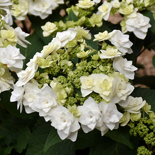 Hortenzie - Hortenzie velkolistá 'Wedding Gown' 5 litrů, keř