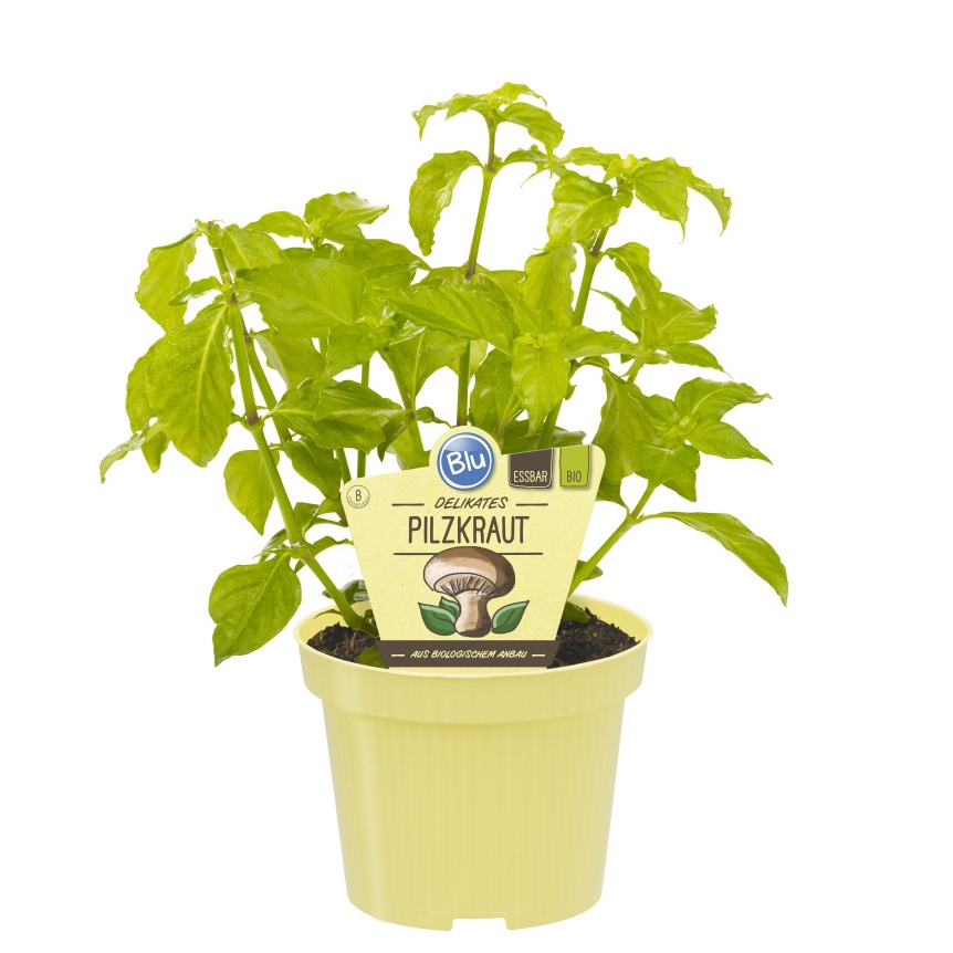 Bylinky - Houbová bylinka BIO květináč 12cm