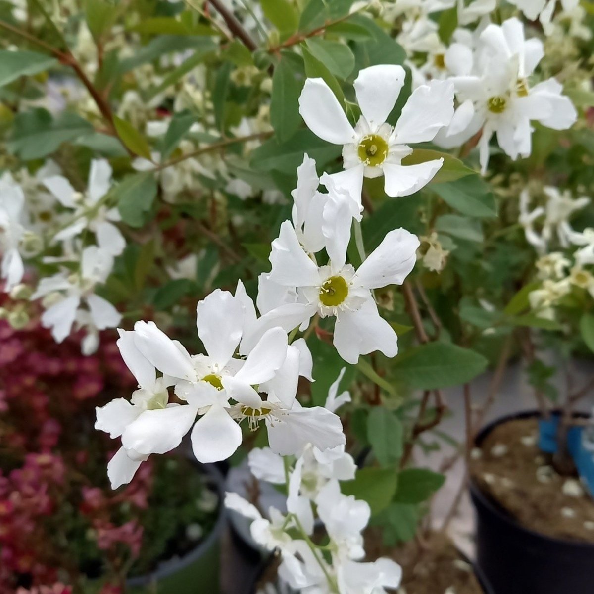 Keře okrasné květem - Hroznovec hroznatý Blushing Pearl výška 80/100cm, květináč 7,5 litru