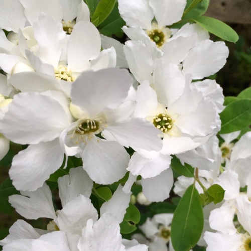 Keře okrasné květem - Hroznovec hroznatý Niagara® květináč 2,5 litru, výška 30/40cm, keř