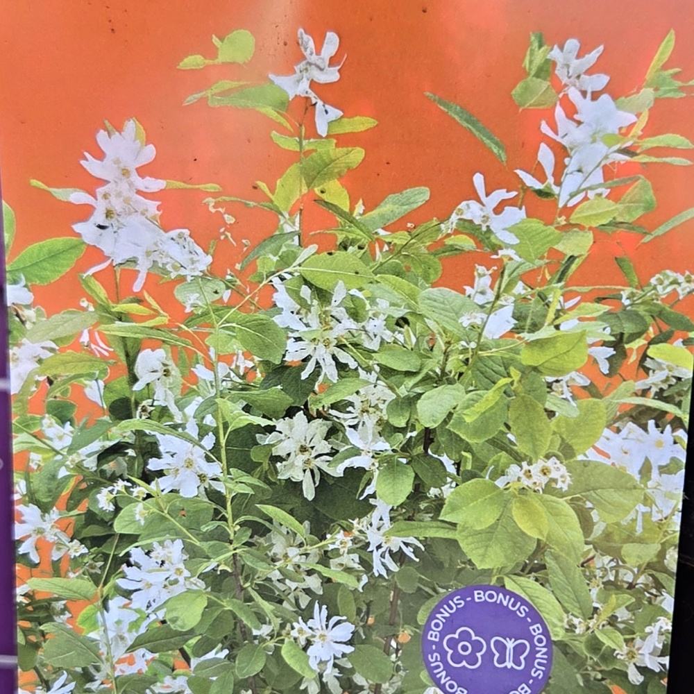 Keře okrasné květem - Hroznovec Lotus Moon květináč 4,5 litru