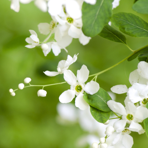 Keře okrasné květem - Hroznovec velkokvětý 'The Bride' květináč 2,5 litru, výška 40/50cm, keř