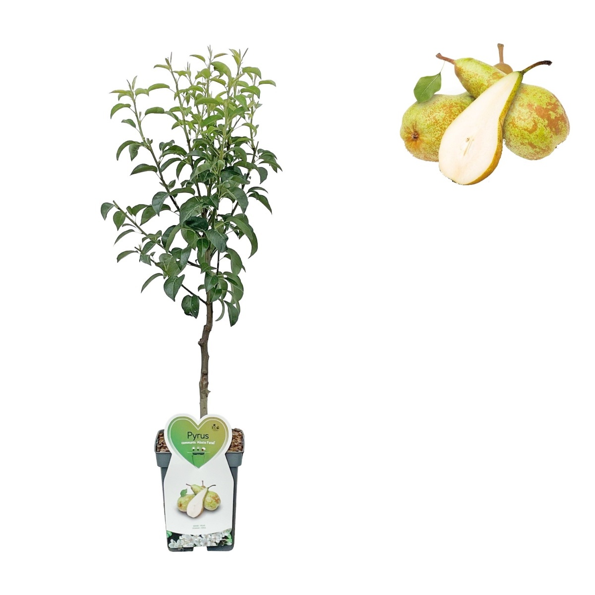 Rostliny - Hrušeň 'Abate Fetel' květináč 5 litrů, balkonová, zákrsek, podzimní, CIZOSPRAŠNÁ