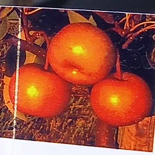 Rostliny - Hrušeň asijská Chojuro zimní, cizosprašná, 7,5 litru