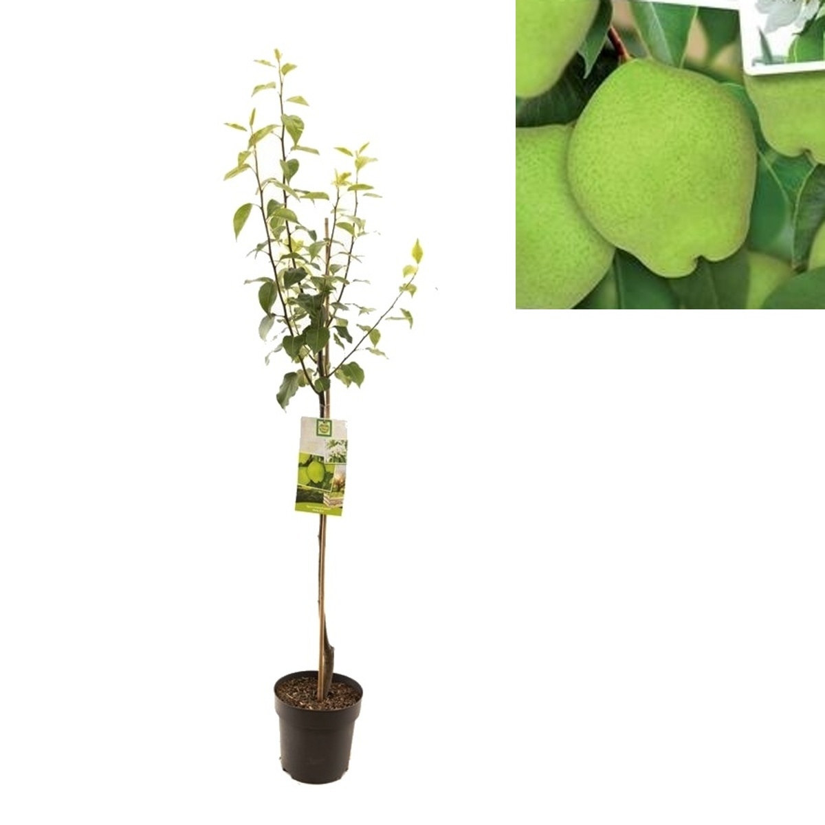 Hrušně - Hrušeň asijská Early Shu květináč 7,5 litru