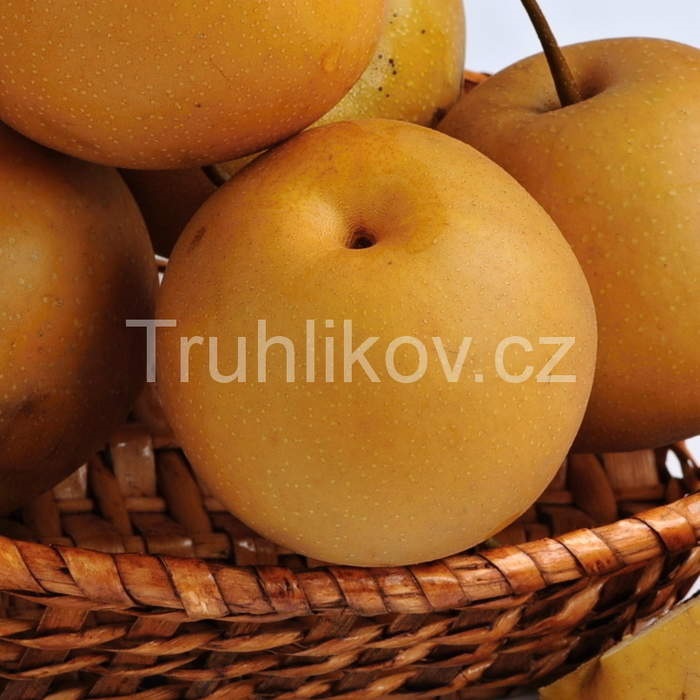 Hrušně - Hrušeň asijská 'Kumoi' květináč 7,5 litru, čtvrtkmen, SAMOSPRAŠNÁ