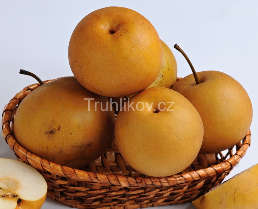 Rostliny - Hrušeň asijská 'Kumoi' prostokořenné, zákrsek, zimní, SAMOSPRAŠNÁ