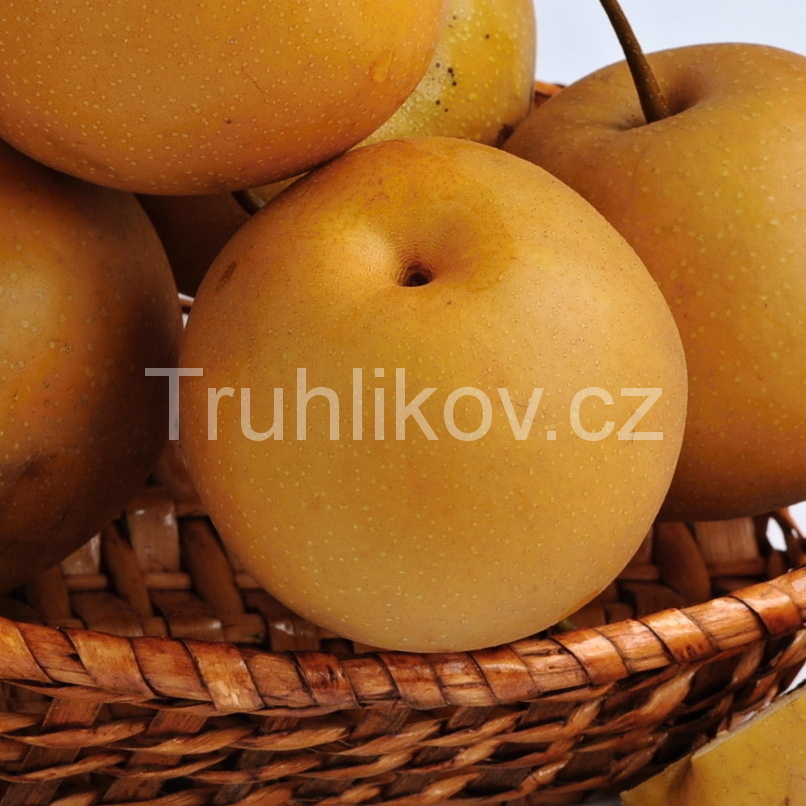 Hrušeň asijská 'Kumoi' prostokořenné, zákrsek, zimní, SAMOSPRAŠNÁ-0