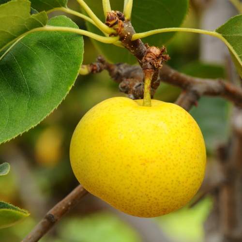 Hrušně - Hrušeň asijská Nijisseiki květináč 7,5 litru, čtvrtkmen, letní, CIZOSPRAŠNÁ