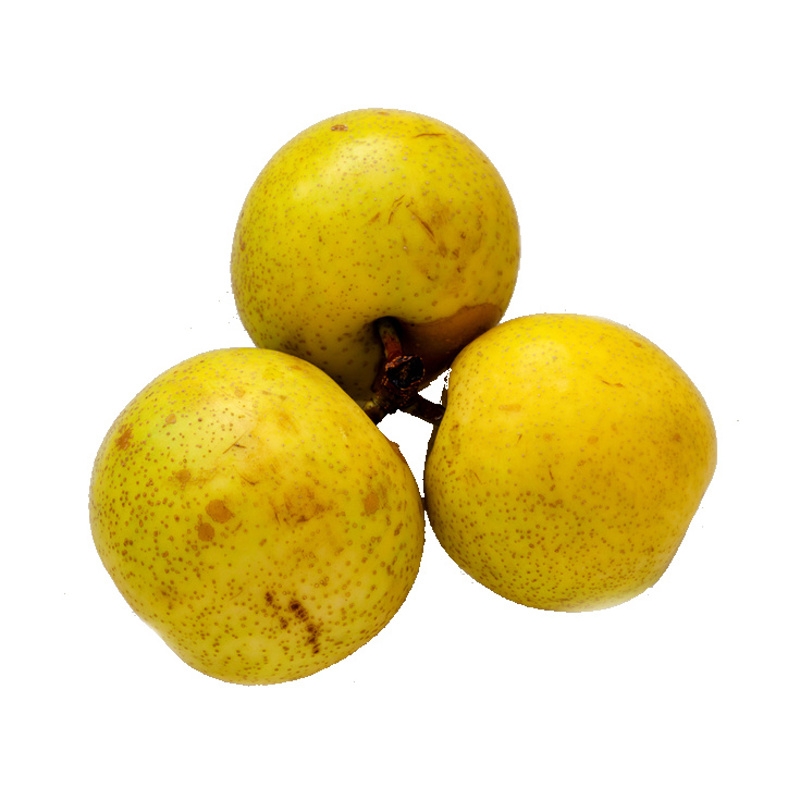 Rostliny - Hrušeň asijská 'Shinseiki' prostokořenná, špičák, letní