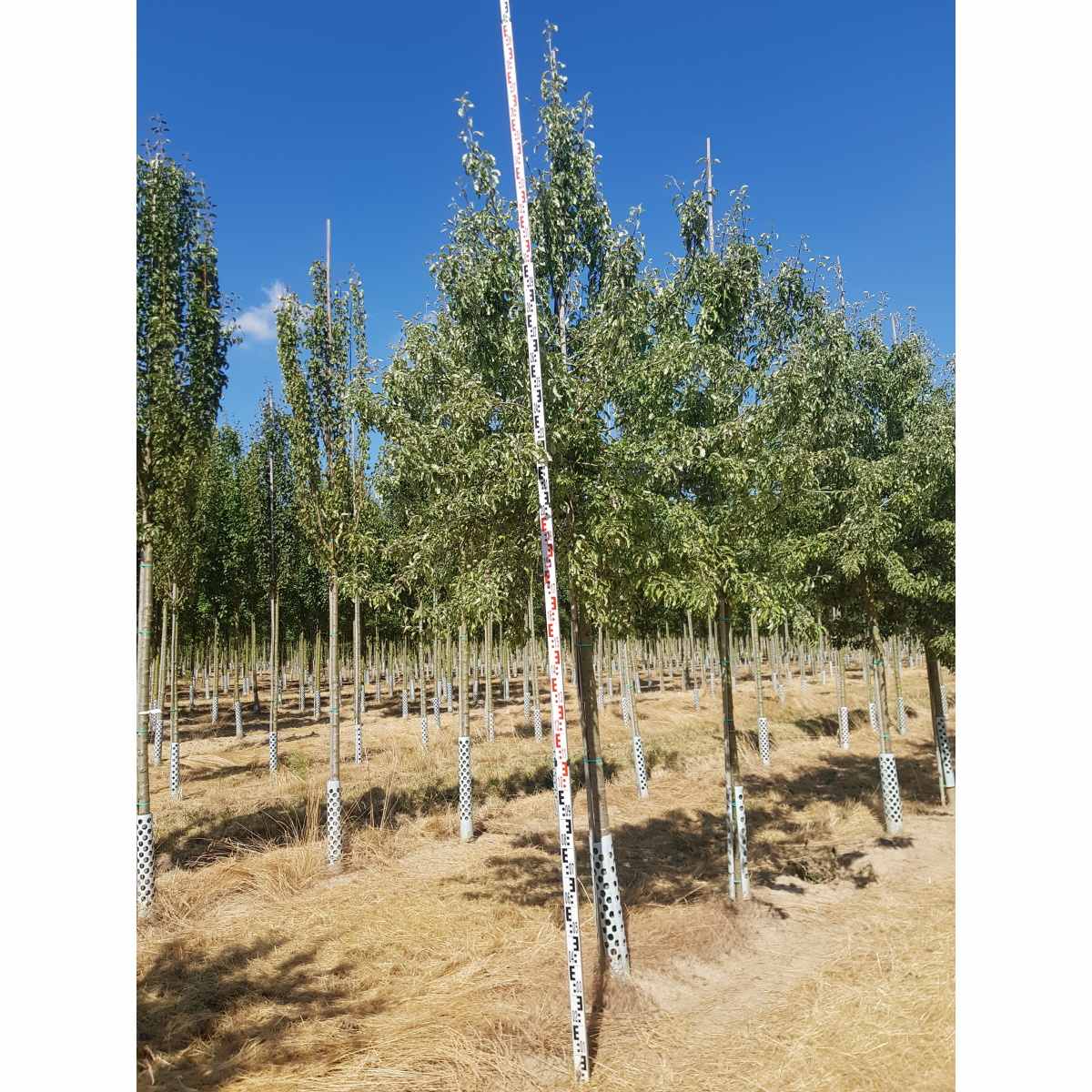 Soliterní stromy - Hrušeň bělošedá Louisa Pink výška kmene 225cm, zemní bal