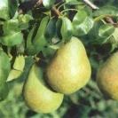 Hrušně - Hrušeň 'Bohemica'® prostokořenné, zákrsek, zimní, CIZOSPRAŠNÁ