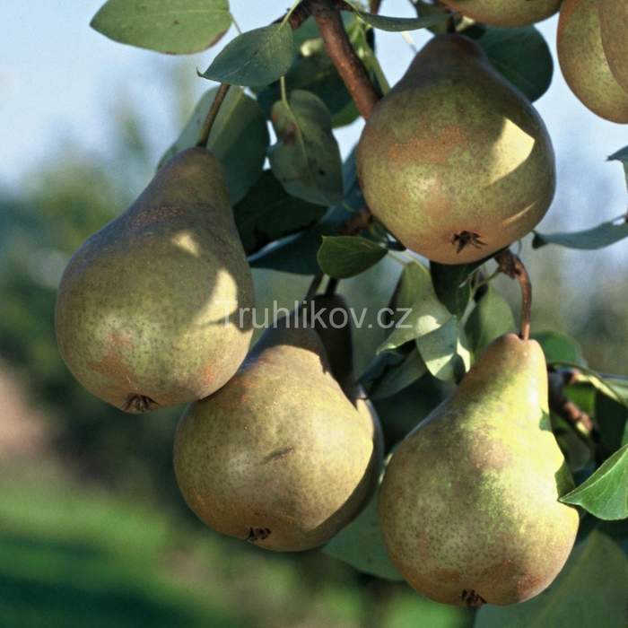 Hrušně - Hrušeň Boscova Lahvice květináč 7,5 litru, čtvrtkmen, podzimní, CIZOSPRAŠNÁ