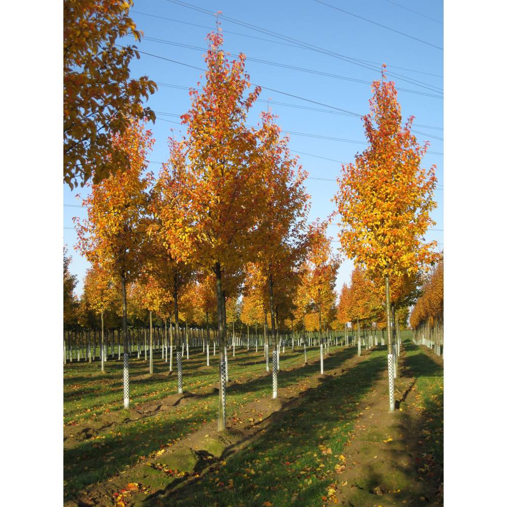 Soliterní stromy - Hrušeň Calleryova Chanticleer výška kmene 225cm, zemní bal