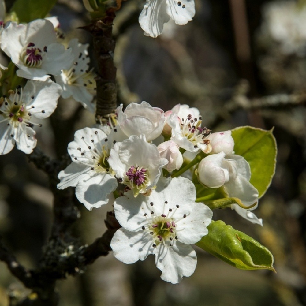 Hrušeň Calleryova Chanticleer výška kmene 225cm, zemní bal-0