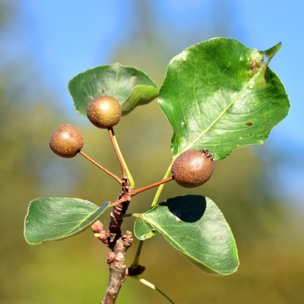Hrušeň Calleryova Chanticleer výška kmene 225cm, zemní bal-1