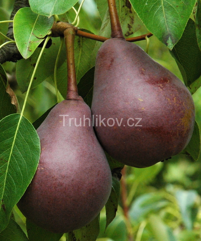Hrušně - Hrušeň 'Clappova červená' prostokořenné, zákrsek, letní, CIZOSPRAŠNÁ