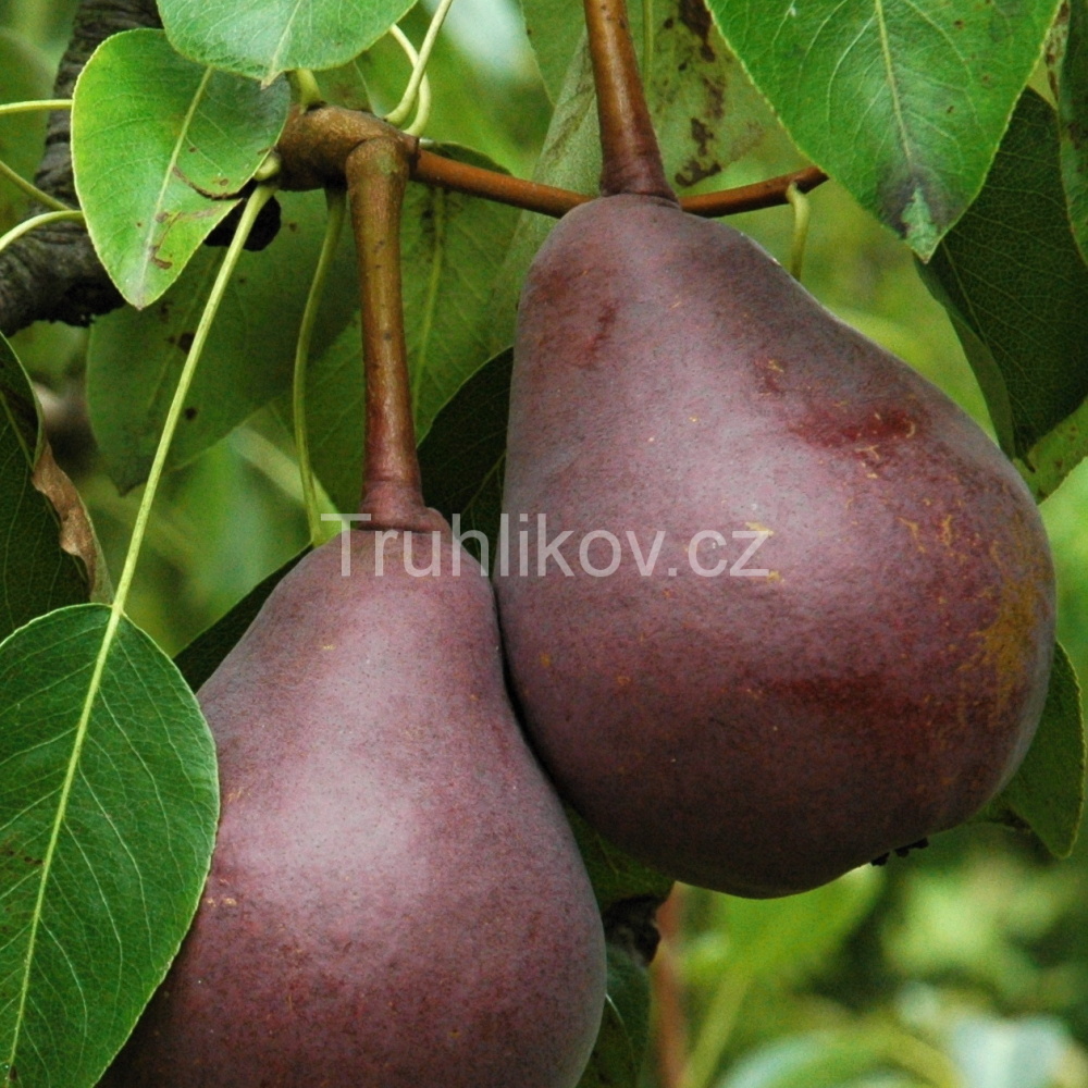 Hrušeň 'Clappova červená' prostokořenné, zákrsek, letní, CIZOSPRAŠNÁ-0