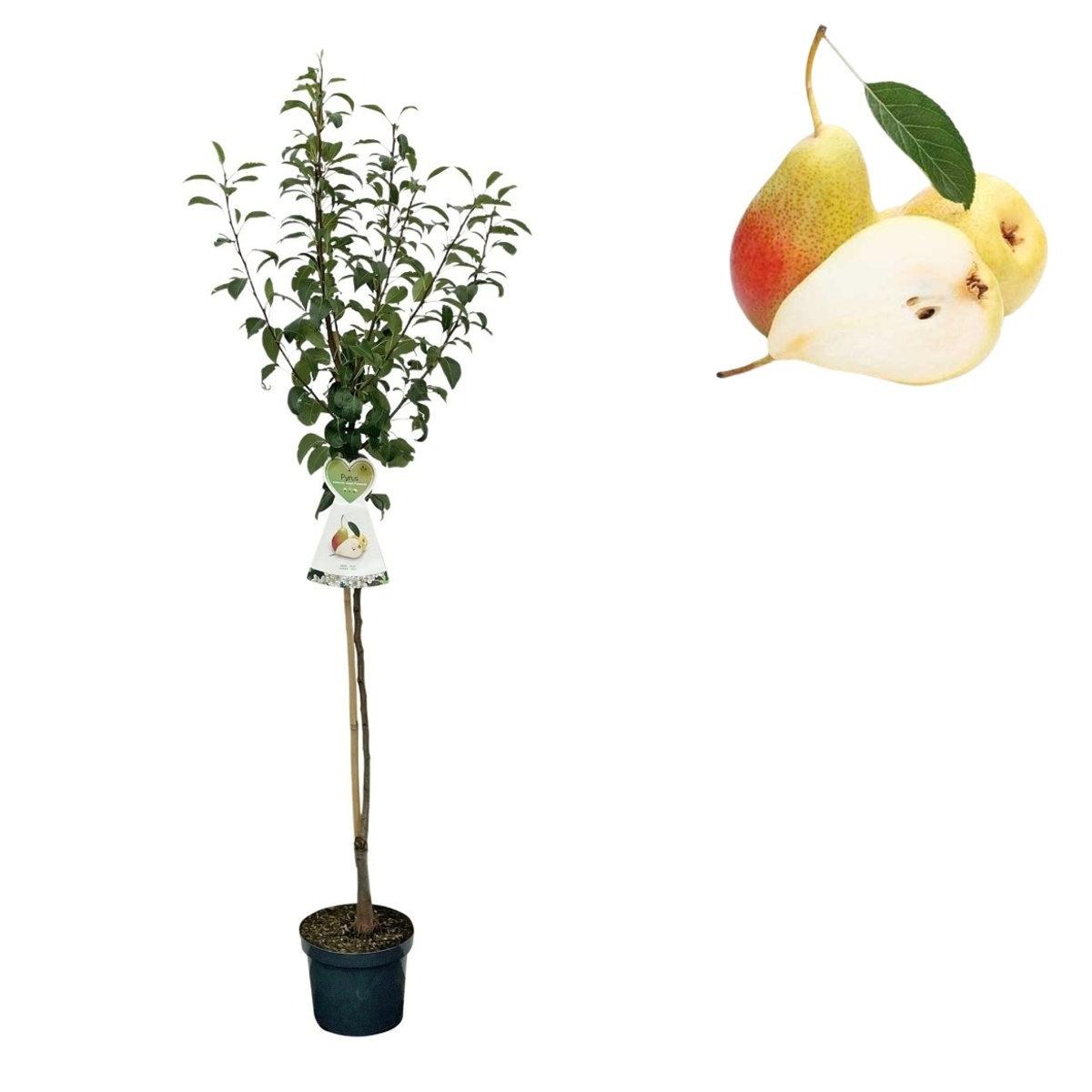 Hrušně - Hrušeň Clappova kmínek 80cm, květináč 7,5 litru