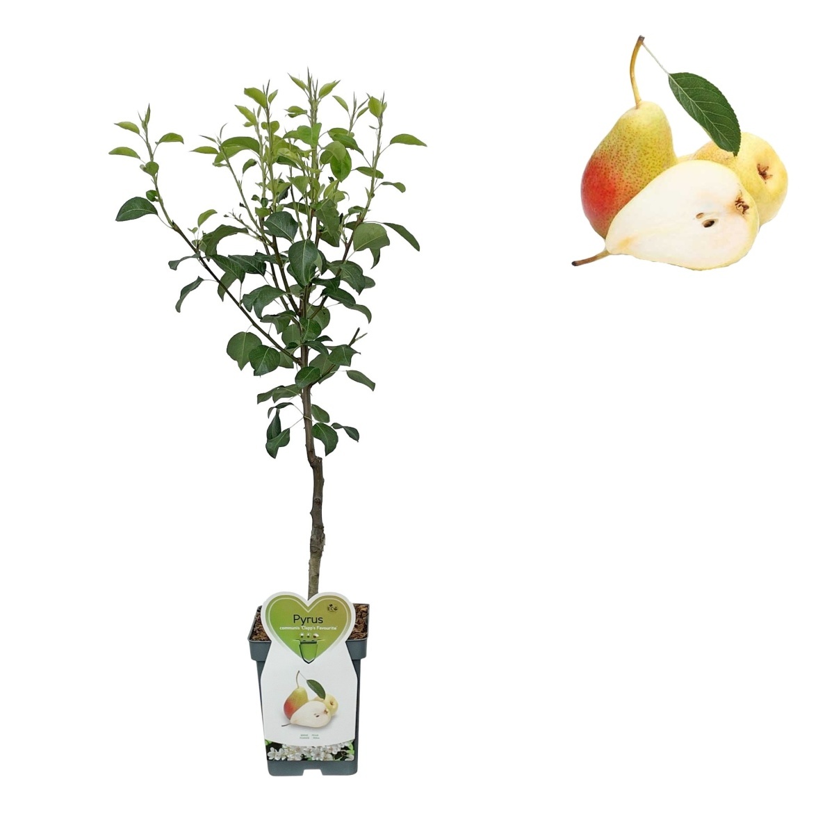 Hrušně - Hrušeň Clappova květináč 5 litrů, balkonová, zákrsek, letní, CIZOSPRAŠNÁ