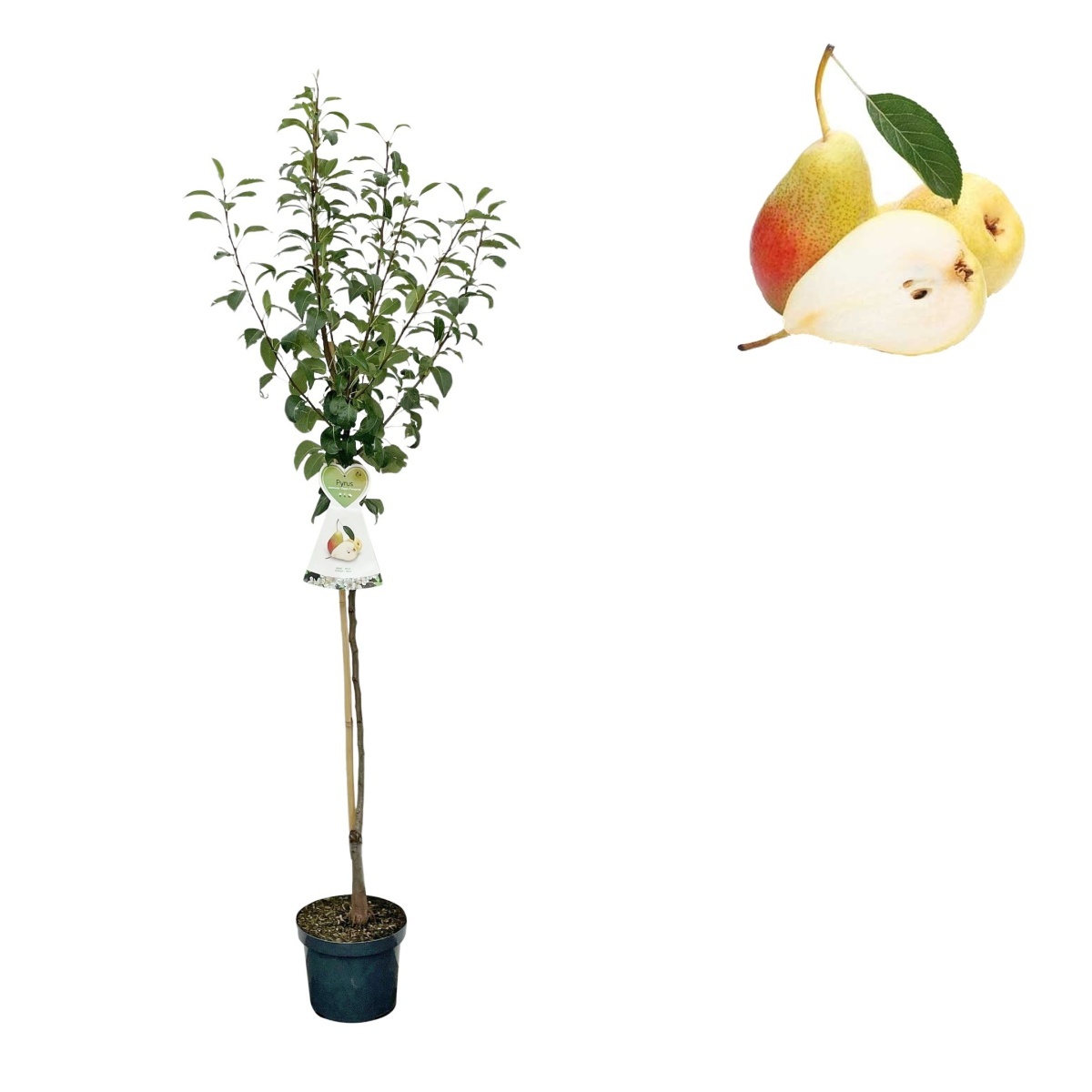 Rostliny - Hrušeň Clappova květináč 6 litrů, výška 150/175cm, letní, CIZOSPRAŠNÁ