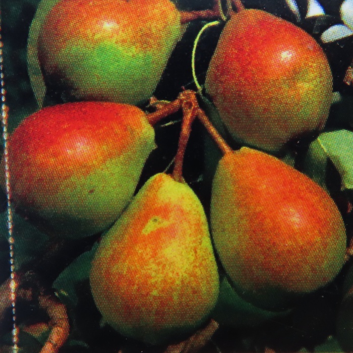 Hrušně - Hrušeň 'Clappova' květináč 7,5 litru, čtvrtkmen, letní, CIZOSPRAŠNÁ