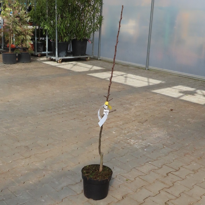 Hrušeň 'Clappova' květináč 7,5 litru, čtvrtkmen, letní, CIZOSPRAŠNÁ-0