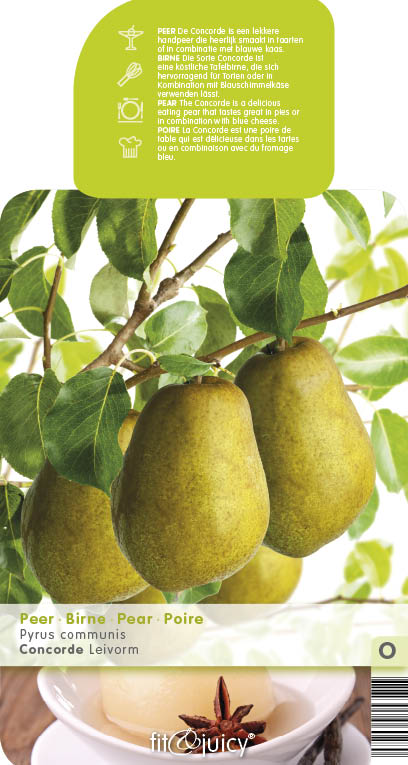 Hrušně - Hrušeň 'Concorde' květináč 6 litrů, výška 150/175cm, sloupová, zimní, CIZOSPRAŠNÁ