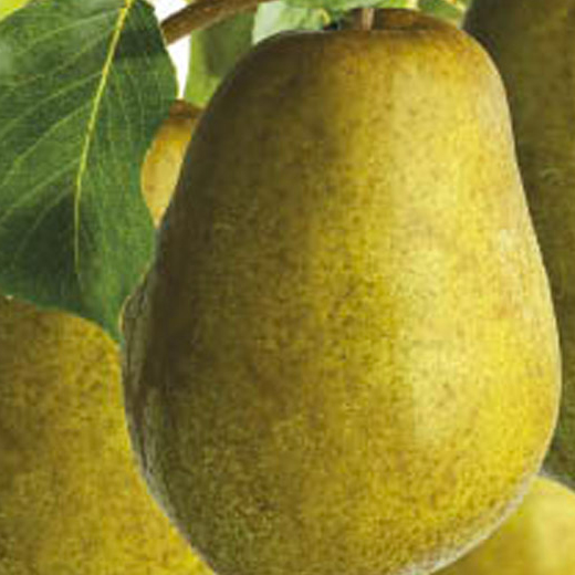 Hrušeň 'Concorde' květináč 6 litrů, výška 150/175cm, sloupová, zimní, CIZOSPRAŠNÁ-0