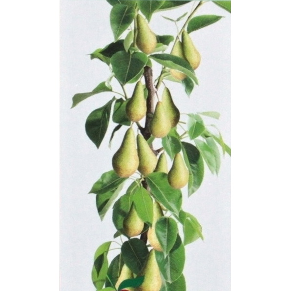 Hrušně - Hrušeň Condo květináč 12 litrů, sloupová, zimní, CIZOSPRAŠNÁ