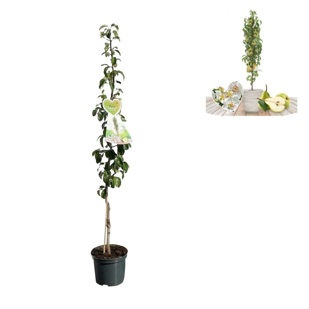 Hrušně - Hrušeň Condo květináč 5 litrů, sloupová, zimí, CIZOSPRAŠNÁ