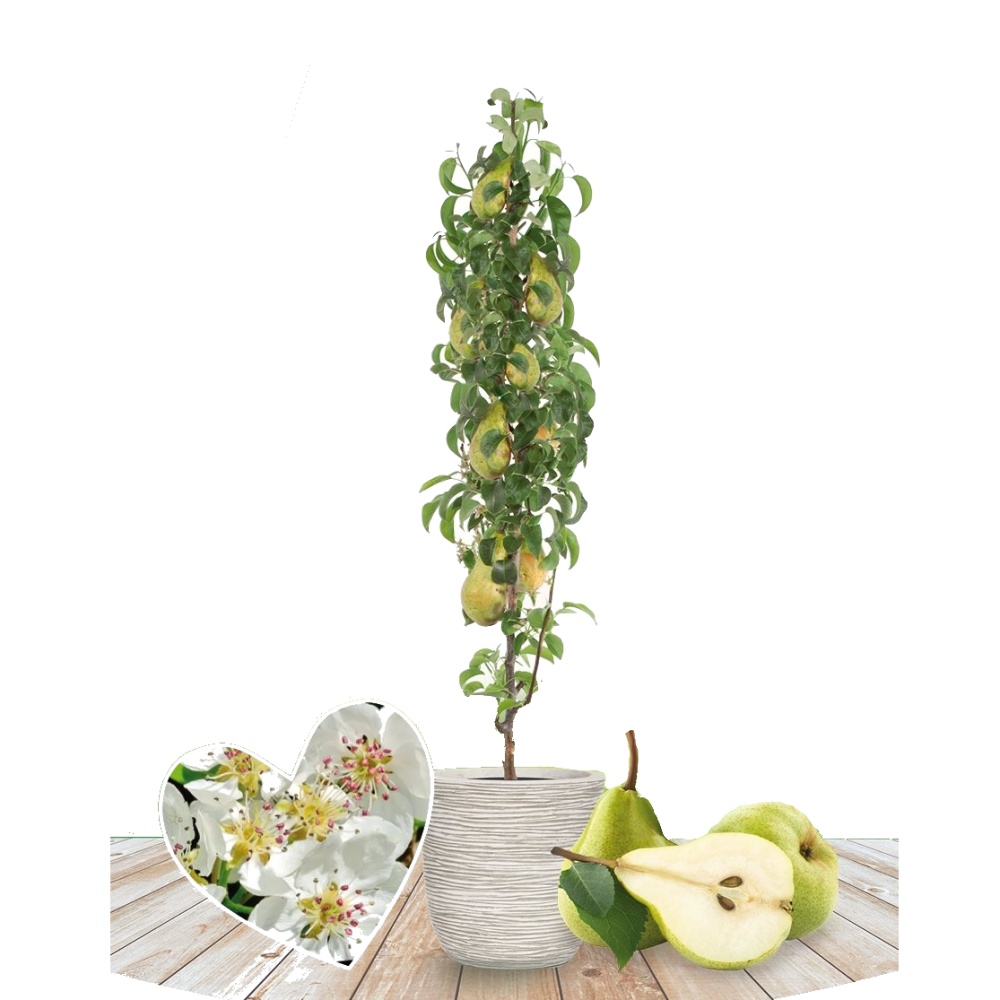 Hrušeň Condo květináč 5 litrů, sloupová, zimí, CIZOSPRAŠNÁ-0