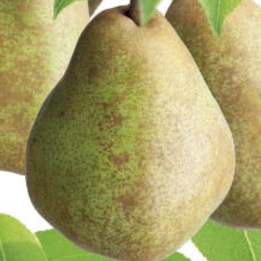 Rostliny - Hrušeň 'Děkanka Robertova' květináč 5 litrů, balkonová, zákrsek, podzimní, CIZOSPRAŠNÁ