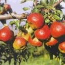 Rostliny - Hrušeň 'Dicolor' prostokořenná, zákrsek, zimní, CIZOSPRAŠNÁ