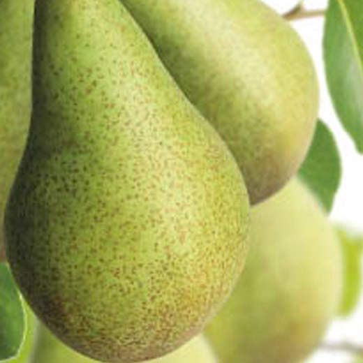 Hrušně - Hrušeň duo 'Konference' a 'Děkanka Robertova' květináč 6 litrů, čtvrtkmen, SOBĚSPRAŠNÉ