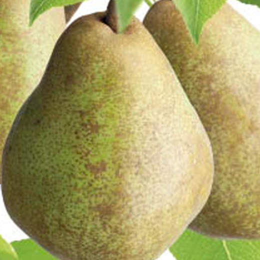 Hrušeň duo 'Konference' a 'Děkanka Robertova' květináč 6 litrů, čtvrtkmen, SOBĚSPRAŠNÉ-0