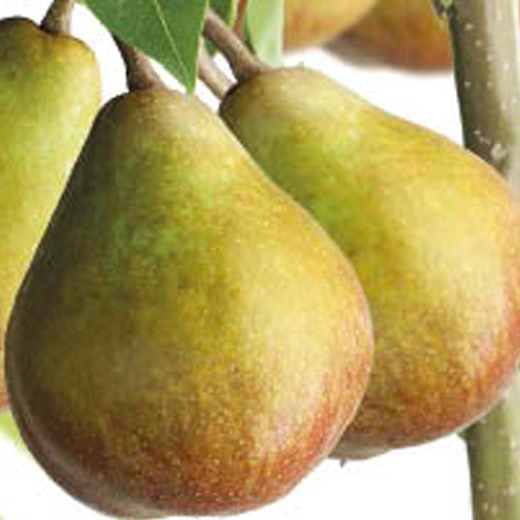 Hrušeň 'Gieser Wildeman' květináč 6 litrů, výška 150/175cm, podzimní, SAMOSPRAŠNÁ-0