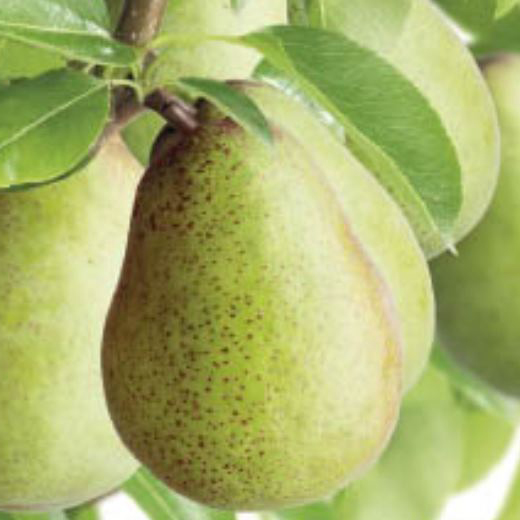 Balkonové ovocné stromky - Hrušeň Hardyho máslovka květináč 5 litrů, balkonová, zákrsek, podzimní, CIZOSPRAŠNÁ