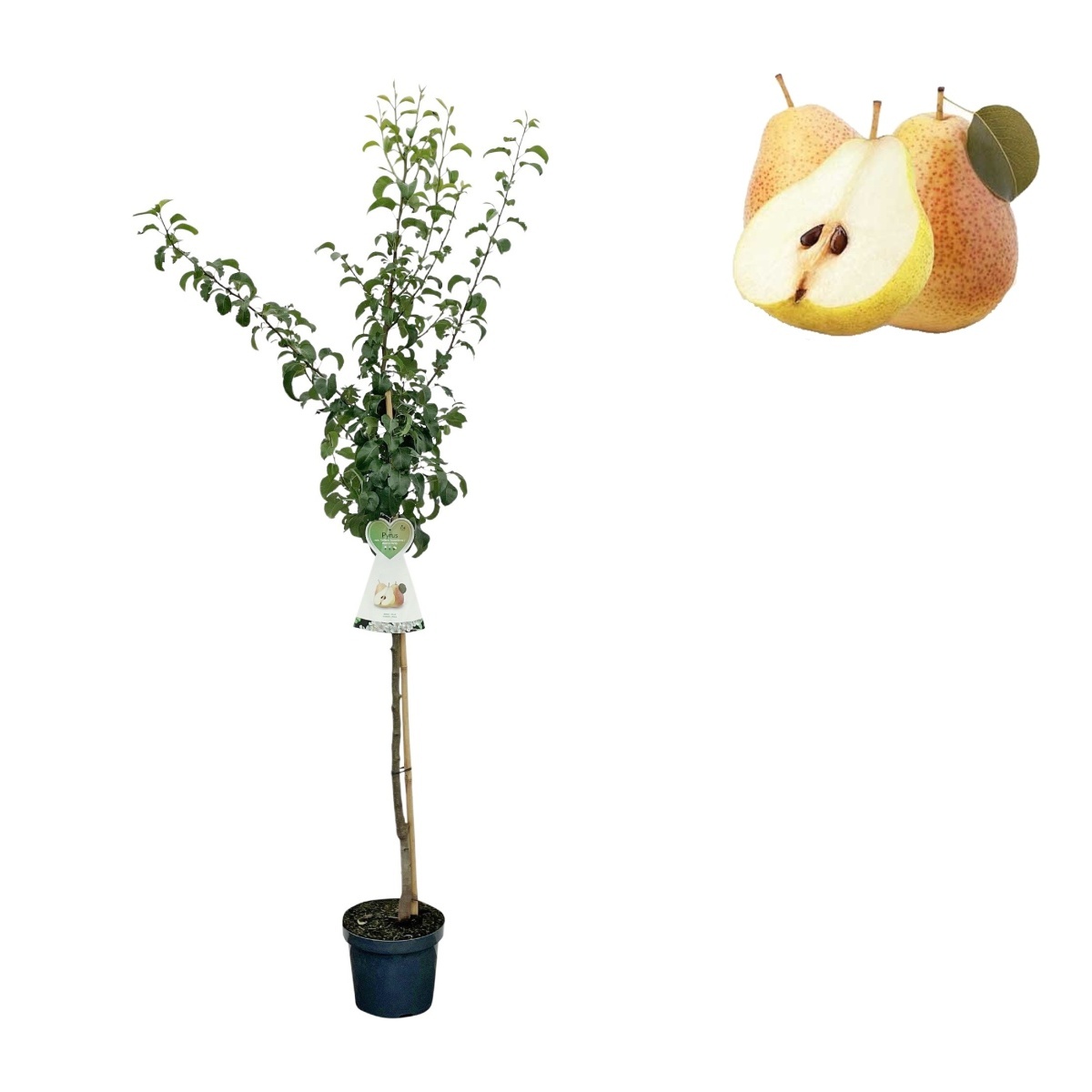 Hrušně - Hrušeň Hardyho máslovka květináč 6 litrů, výška 150/175cm, podzimní, CIZOSPRAŠNÁ