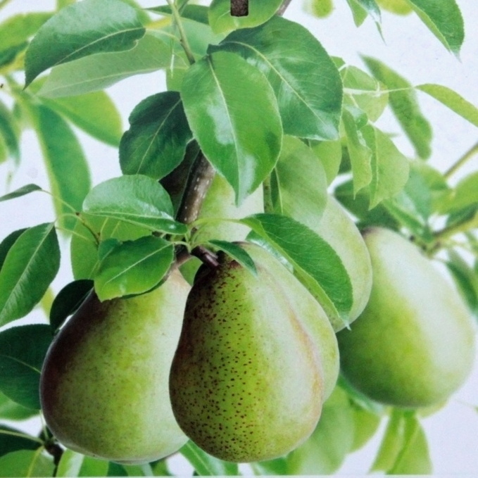 Hrušně - Hrušeň Hardyho máslovka květináč 7,5 litrů, čtvrtkmen, podzimní, CIZOSPRAŠNÁ