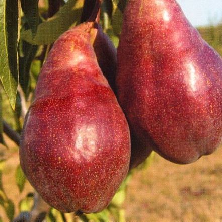 Rostliny - Hrušeň 'Karina' květináč 7,5 litru, čtvrtkmen, podzimní, CIZOSPRAŠNÁ