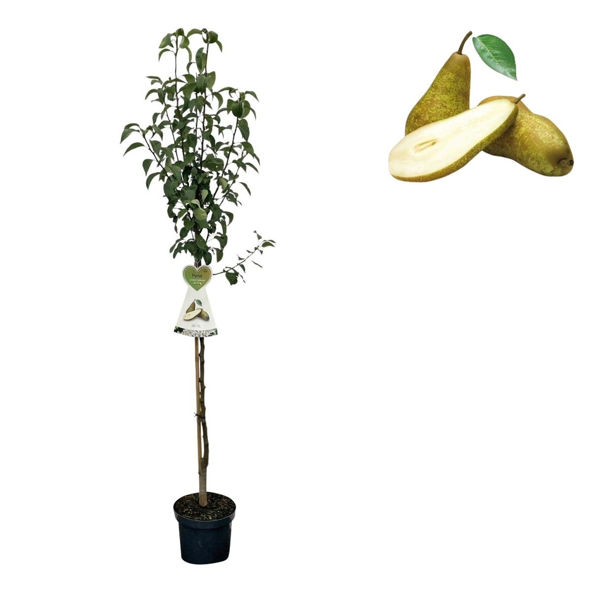 Hrušně - Hrušeň Konference kmínek 100cm, květináč 7,5 litru, CIZOSPRAŠNÁ