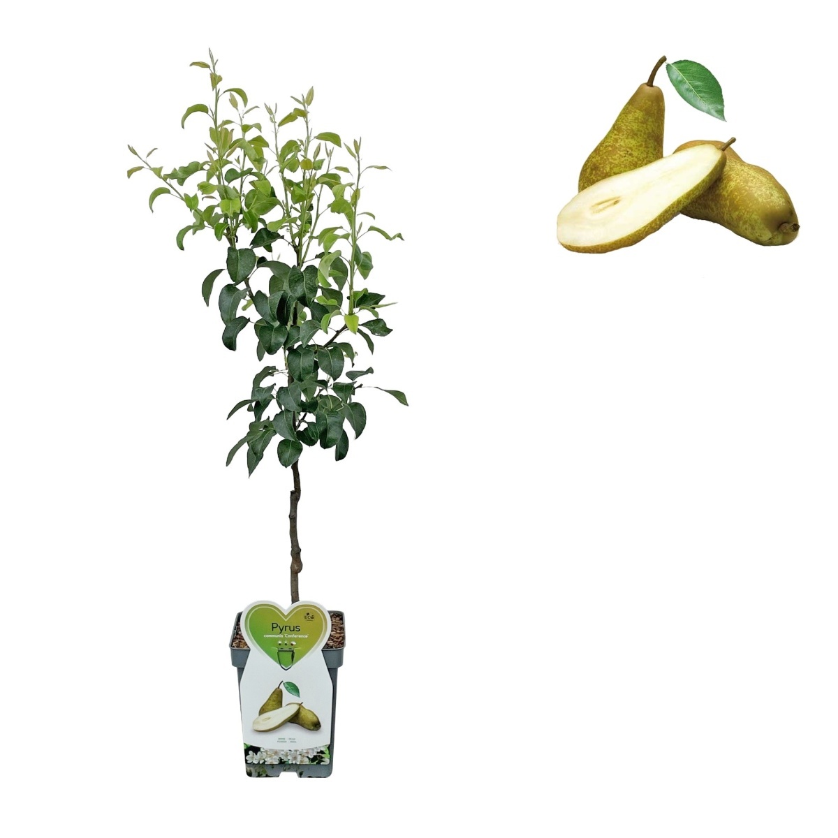 Rostliny - Hrušeň Konference květináč 5 litrů, balkonová, zákrsek, podzimní, CIZOSPRAŠNÁ