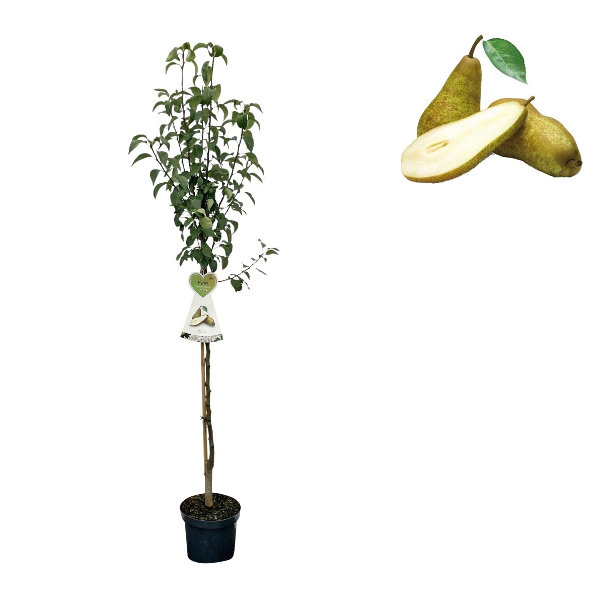 Hrušně - Hrušeň Konference květináč 6 litrů, výška 150/175cm, podzimní, CIZOSPRAŠNÁ