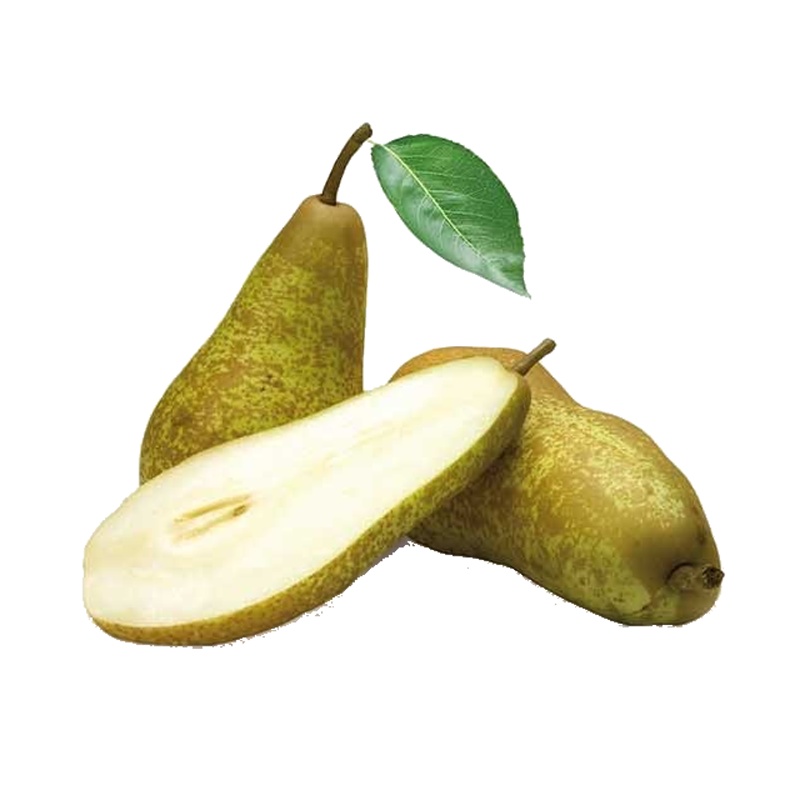 Hrušeň Konference květináč 6 litrů, výška 150/175cm, podzimní, CIZOSPRAŠNÁ-0